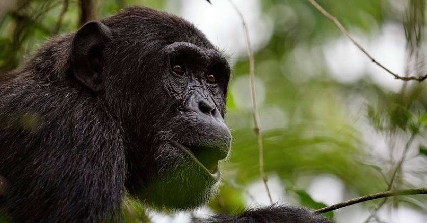 gorilla trekking in Bwindi