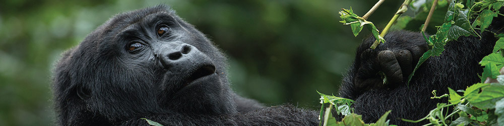 Bwindi Impenetrable Forest - Uganda safari