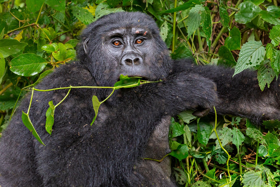 Best Time to Visit Uganda for a Safari