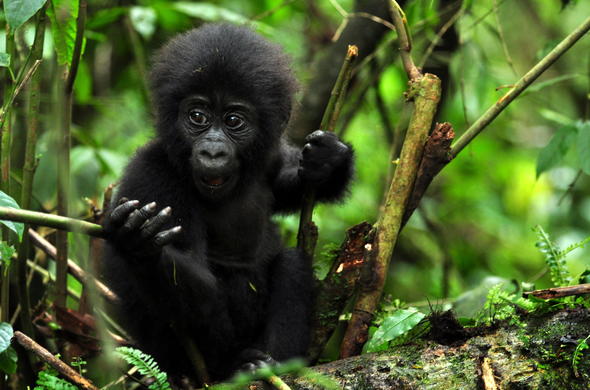 Why Uganda Offers the Best Gorilla Trekking Experience in Africa