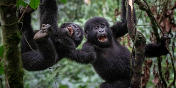 Uganda Gorilla Safaris