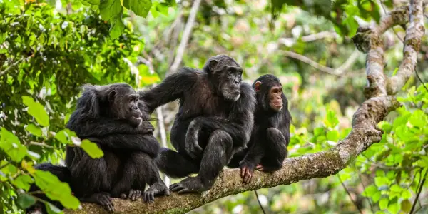 Kibale Forest National Park