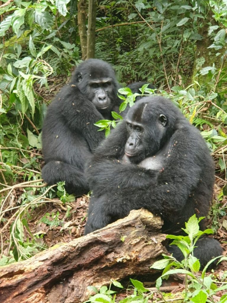 Gorilla Trekking Unforgettable Adventure
