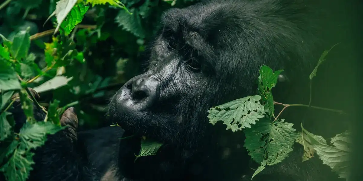 Gorilla Trekking in Uganda and Rwanda