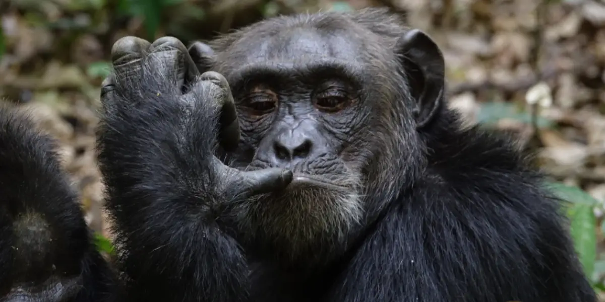 Gorilla-trekking