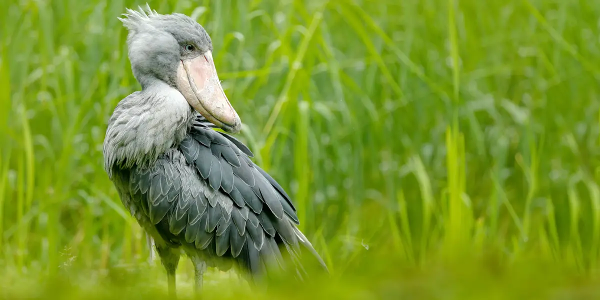 shoebill-tracking