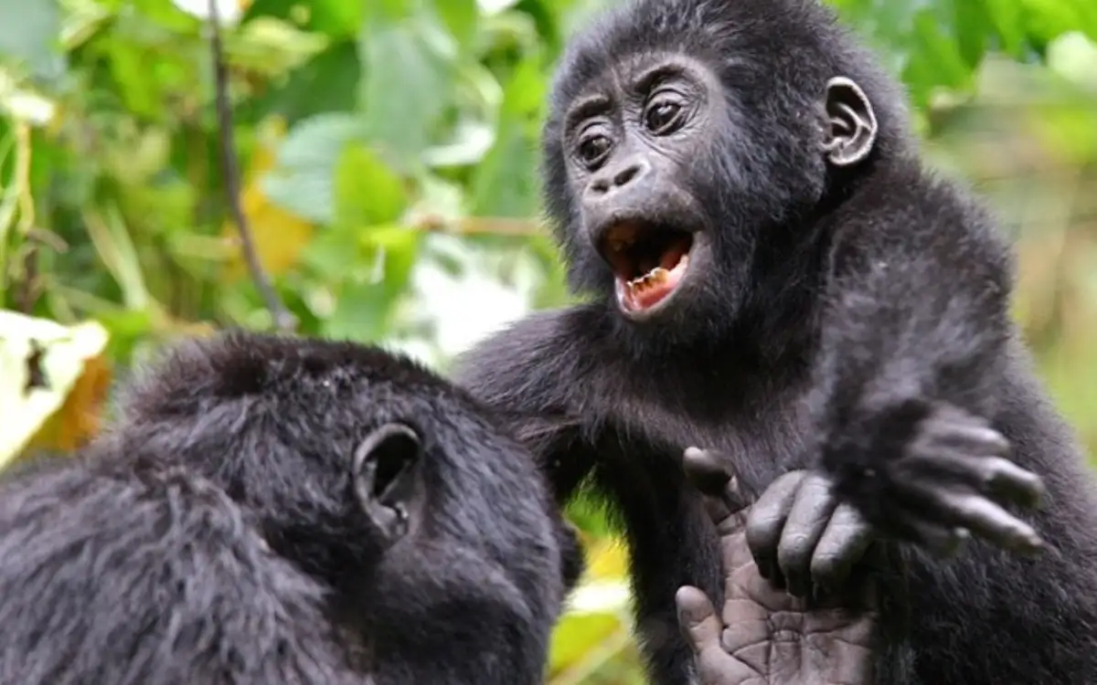 Bwindi Impenetrable Forest