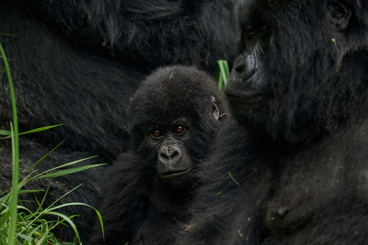 Mountain gorilla trekking in Bwindi Impenetrable National Park