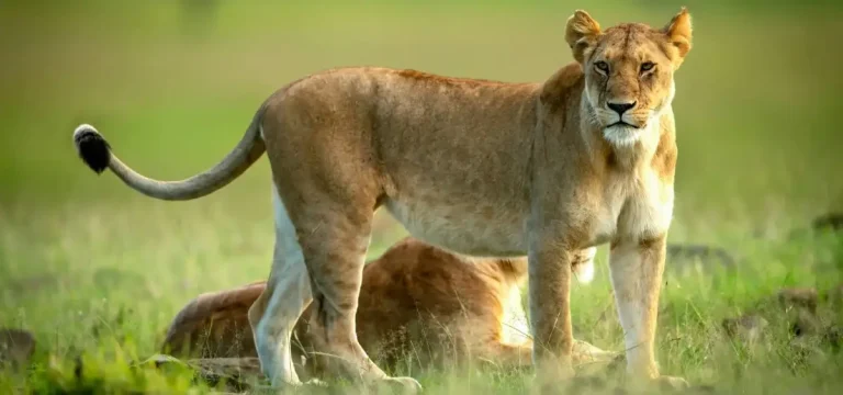 Queen Elizabeth National Park safari destination
