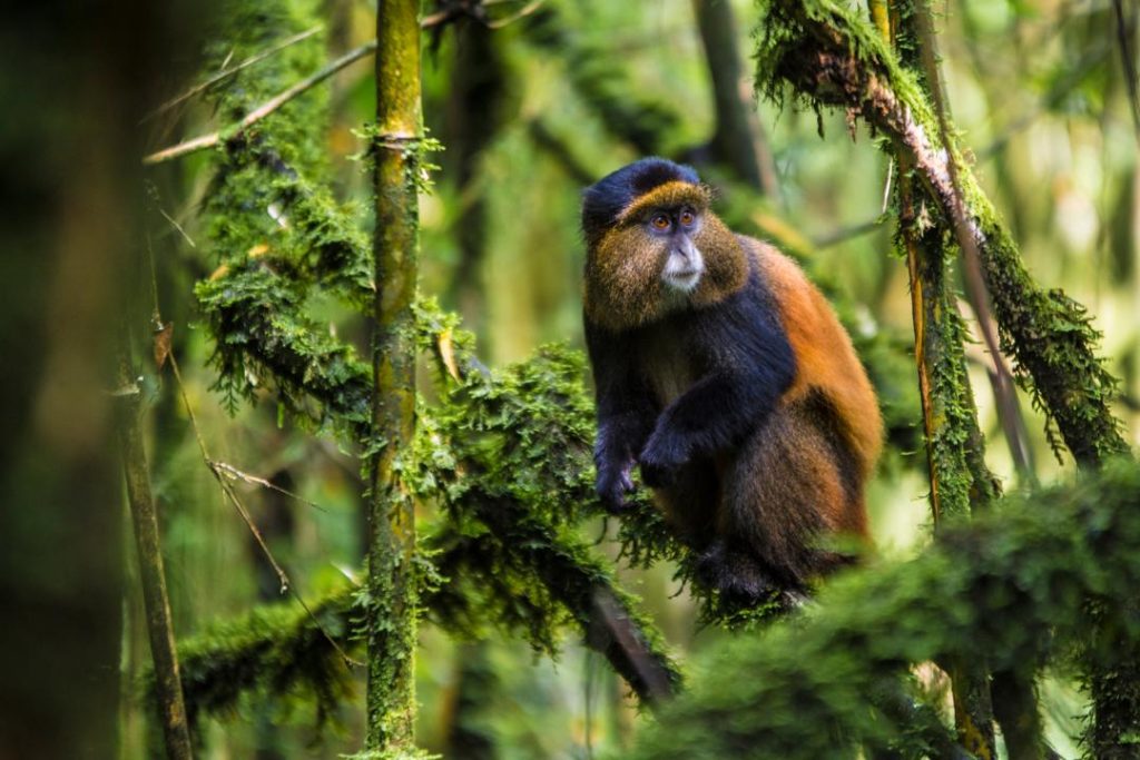 Golden Monkey Trekking in Uganda