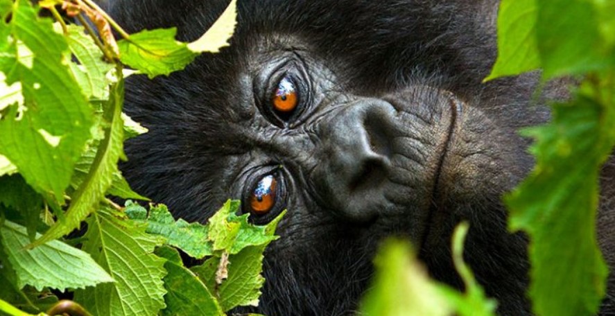 how to check gorilla Permit availability