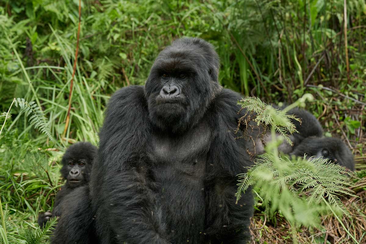 Gorilla trekking in Rwanda