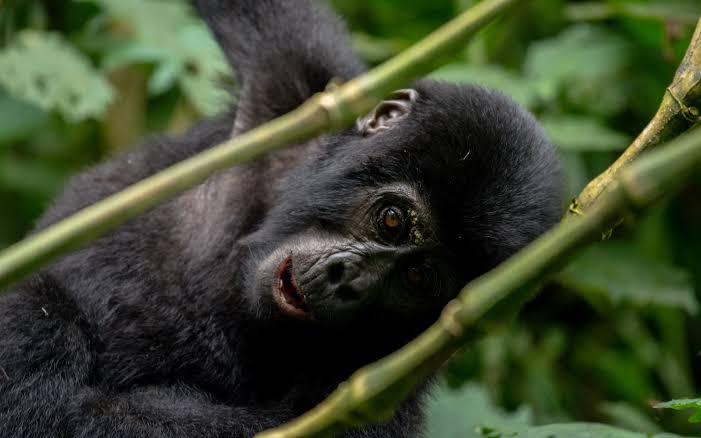 Gorilla permit availability 1