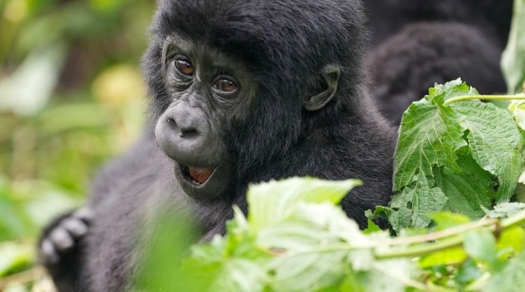 gorilla permit availability