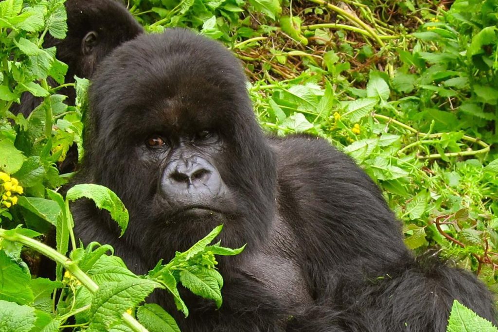 Gorilla trekking sectors of Bwindi