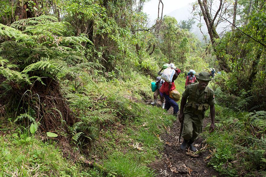 Planning a Uganda gorilla Safari in 2026 - 2027