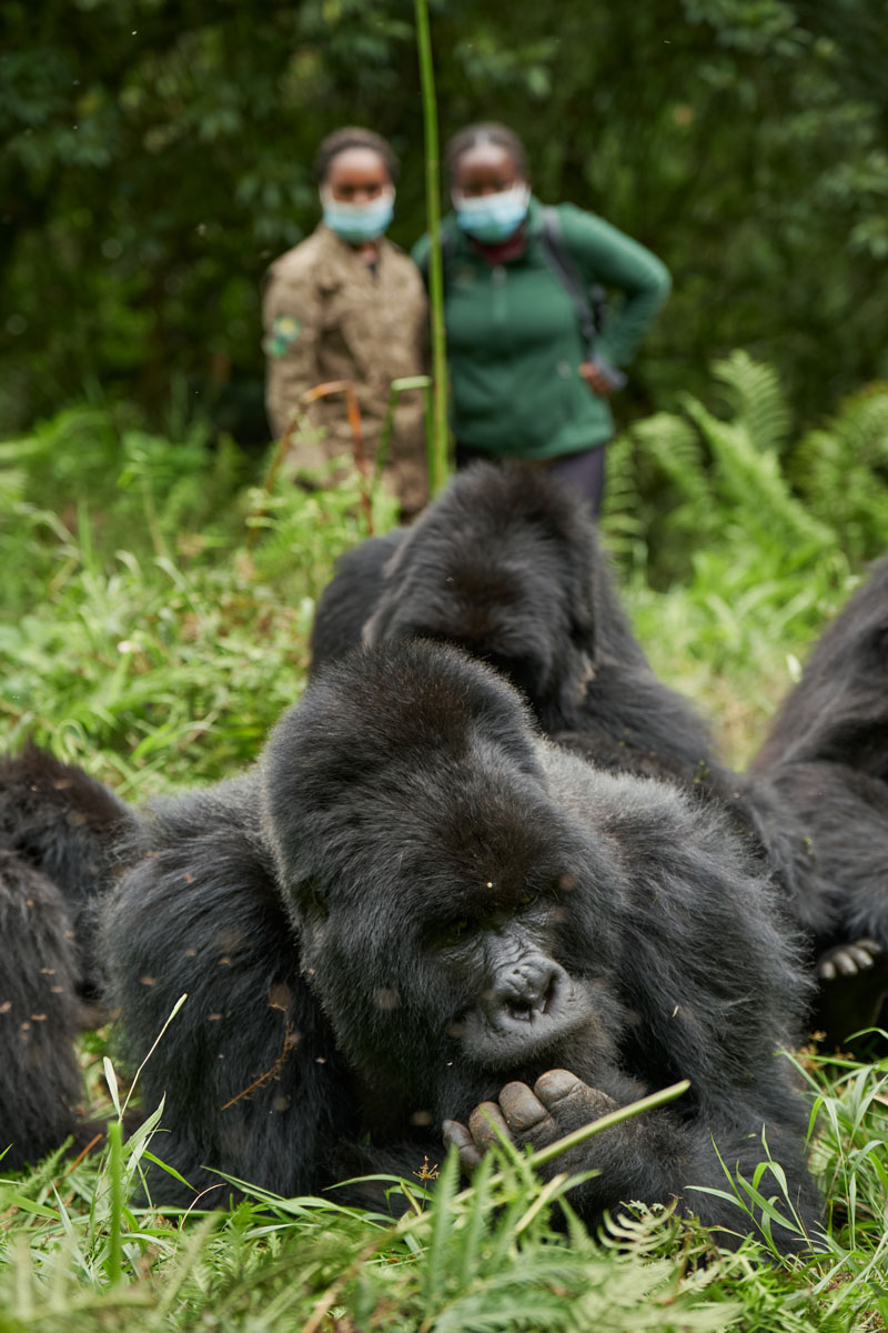 Gorilla trekking experience