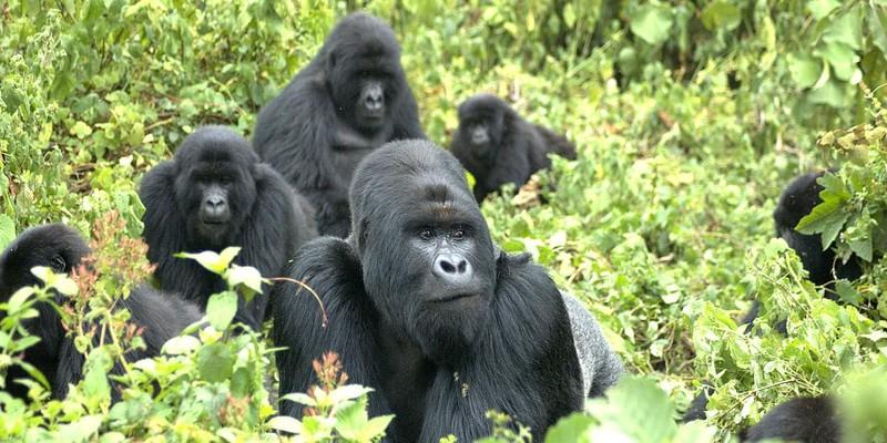 Gorilla trekking In Africa