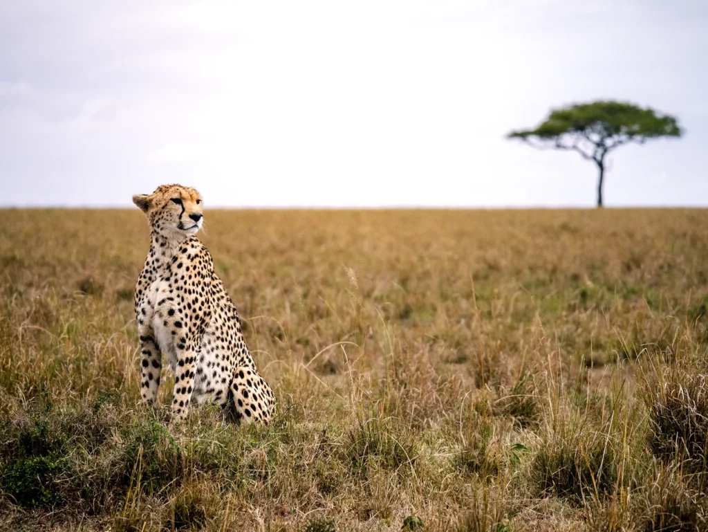 Kenya Safaris - Tata Africa Safaris