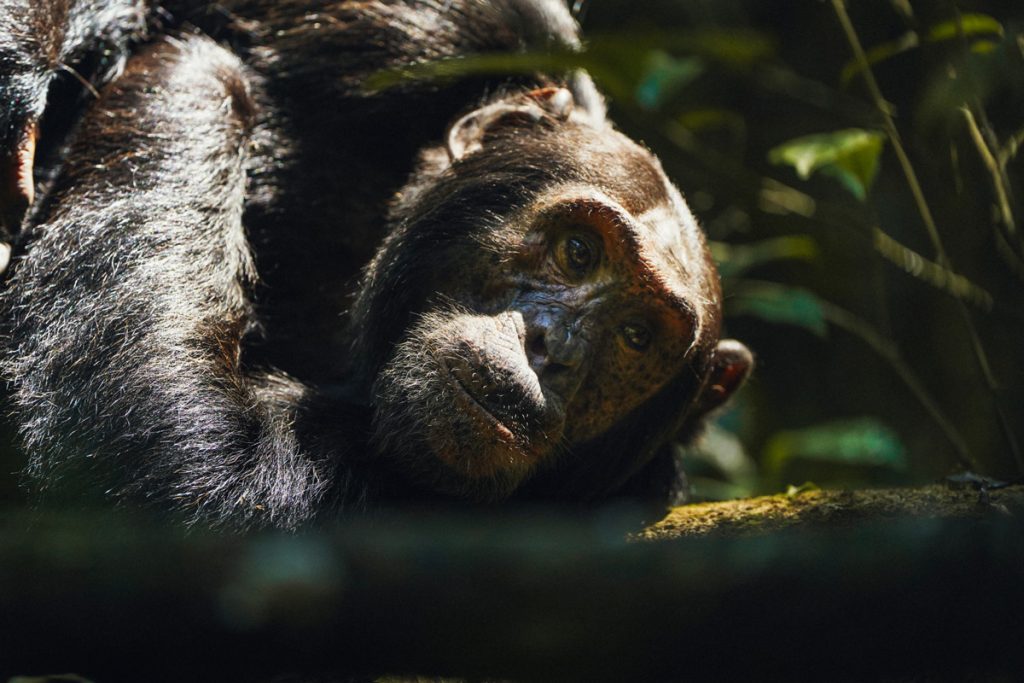 Kibale National Park Uganda