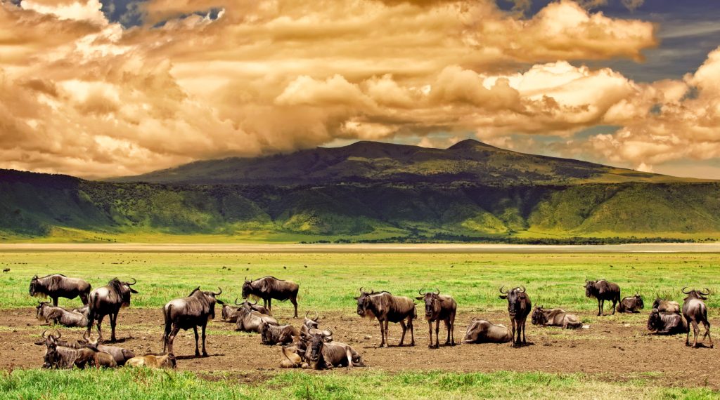 Ngorongoro Crater - Tanzania safari
