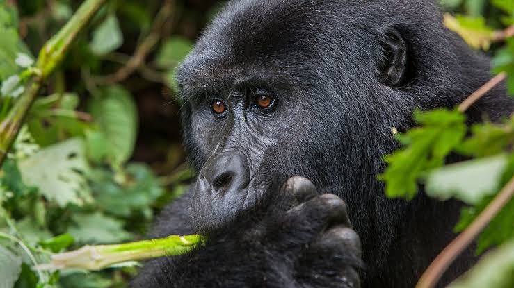 Gorilla trekking in Africa