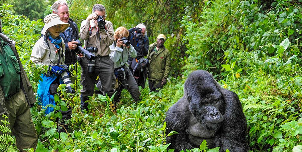 Planning a Uganda Gorilla Safari in 2026 - 2029