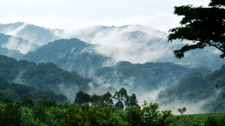 Planning a Uganda gorilla Safari in 2026 - 2027