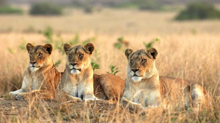 Game drives at semuliki National Park