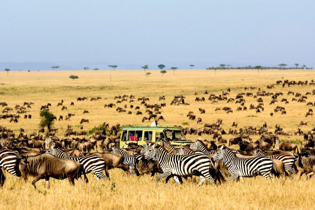 Serengeti National Park - Tanzania safari