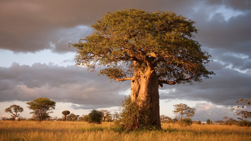 Tarangire National Park - Tanzania safari