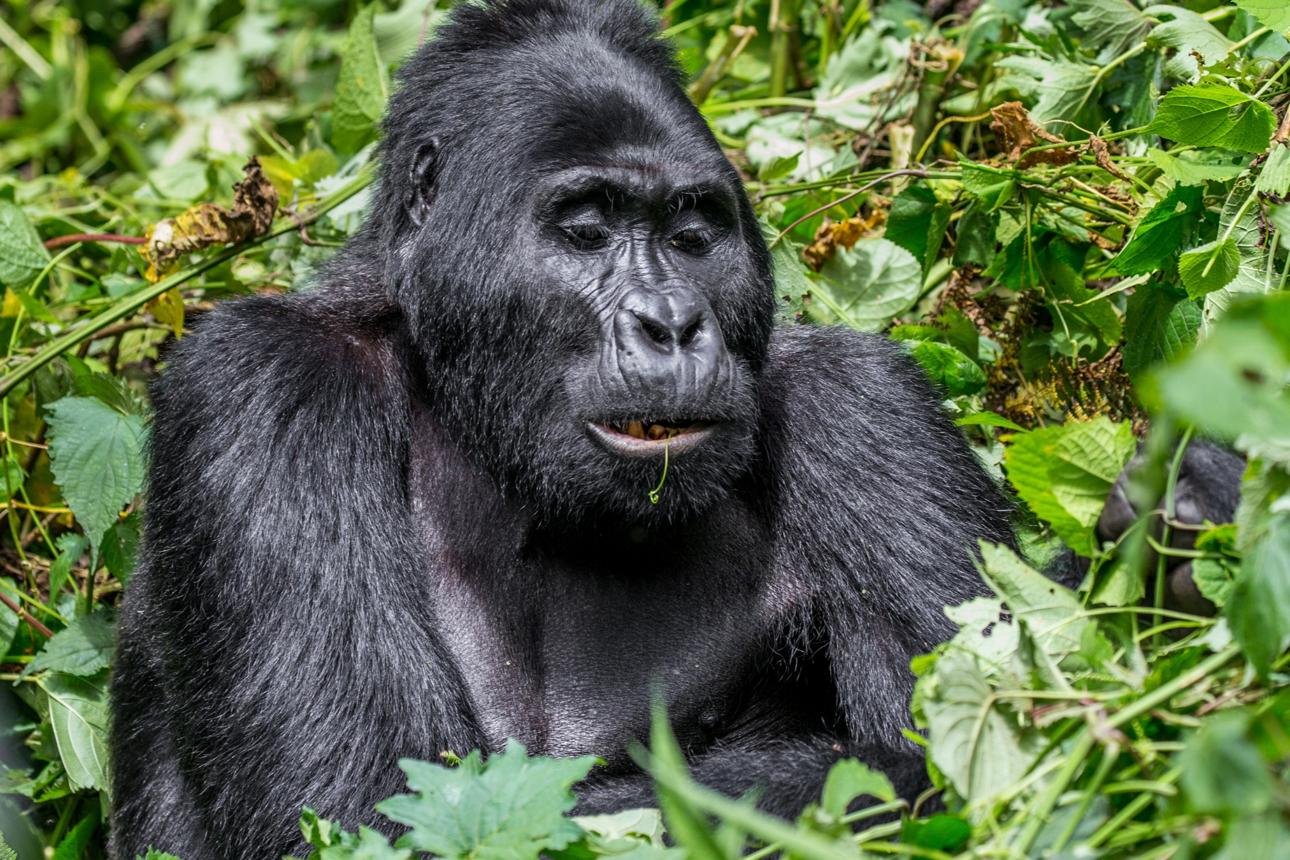 Gorilla trekking in Uganda