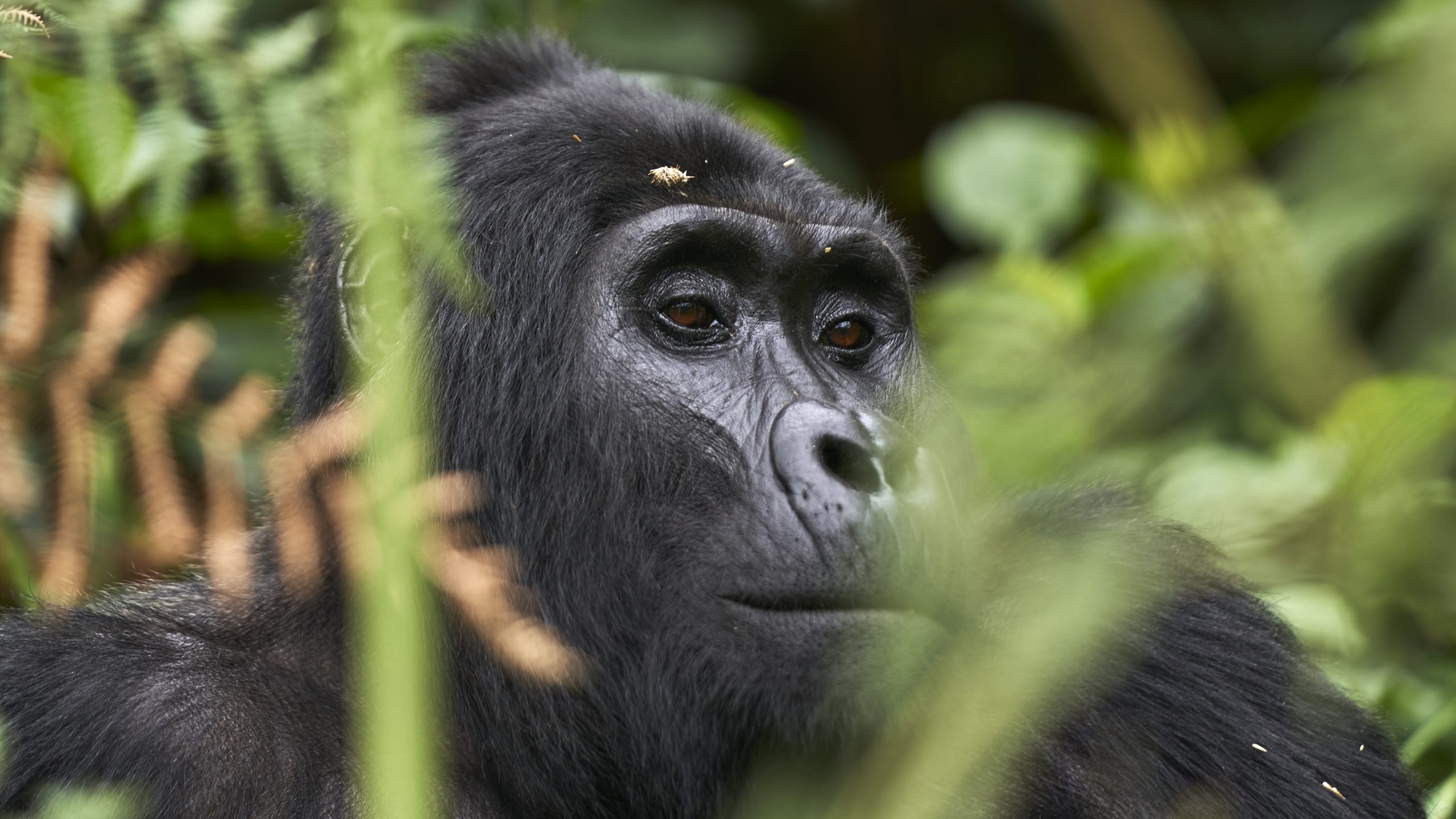 Mountain gorilla in Uganda